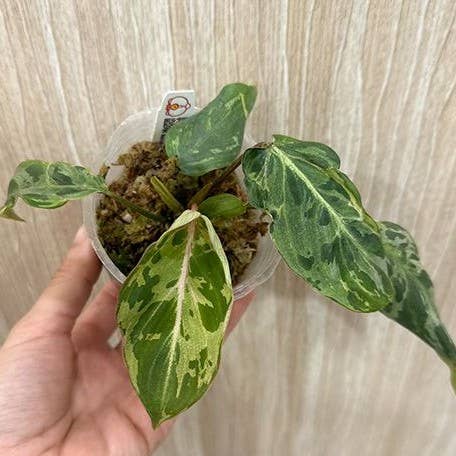 Philodendron Gloriosum Variegated "Snow Leopard"
