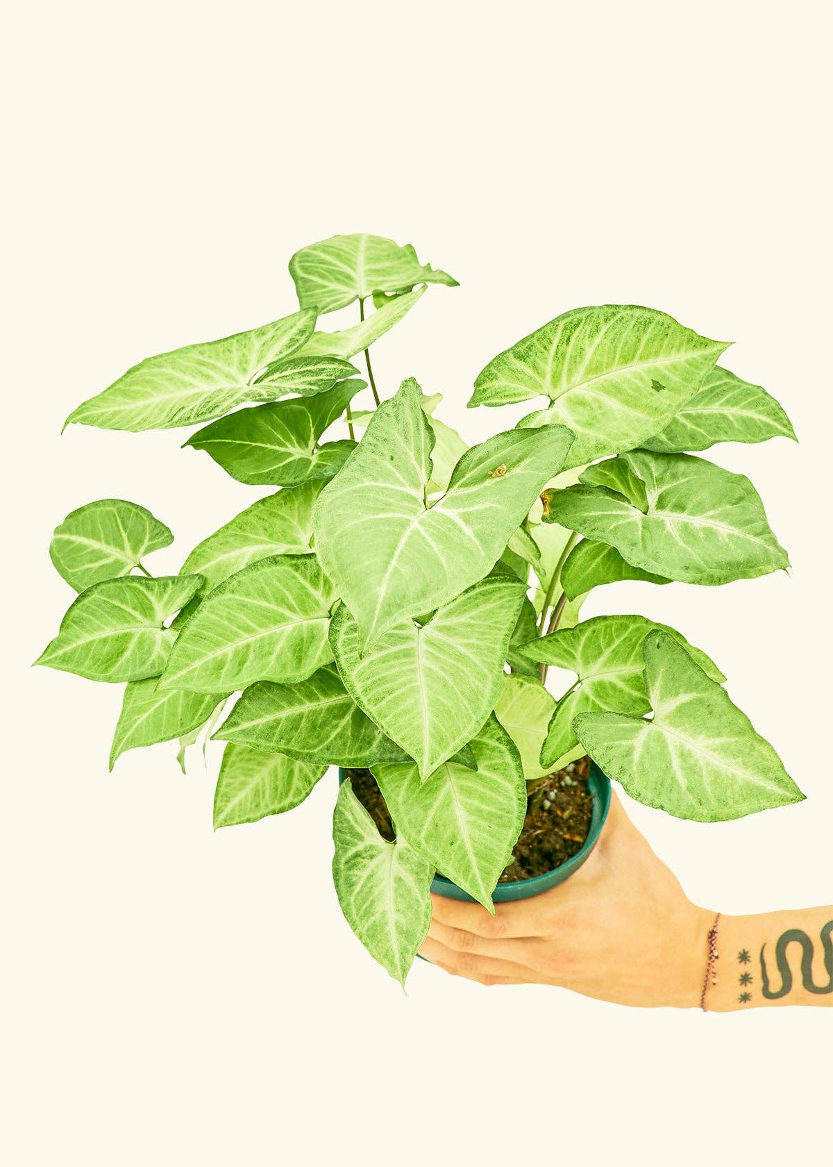 White Arrowhead Syngonium Plant 4" Nursery Pot
