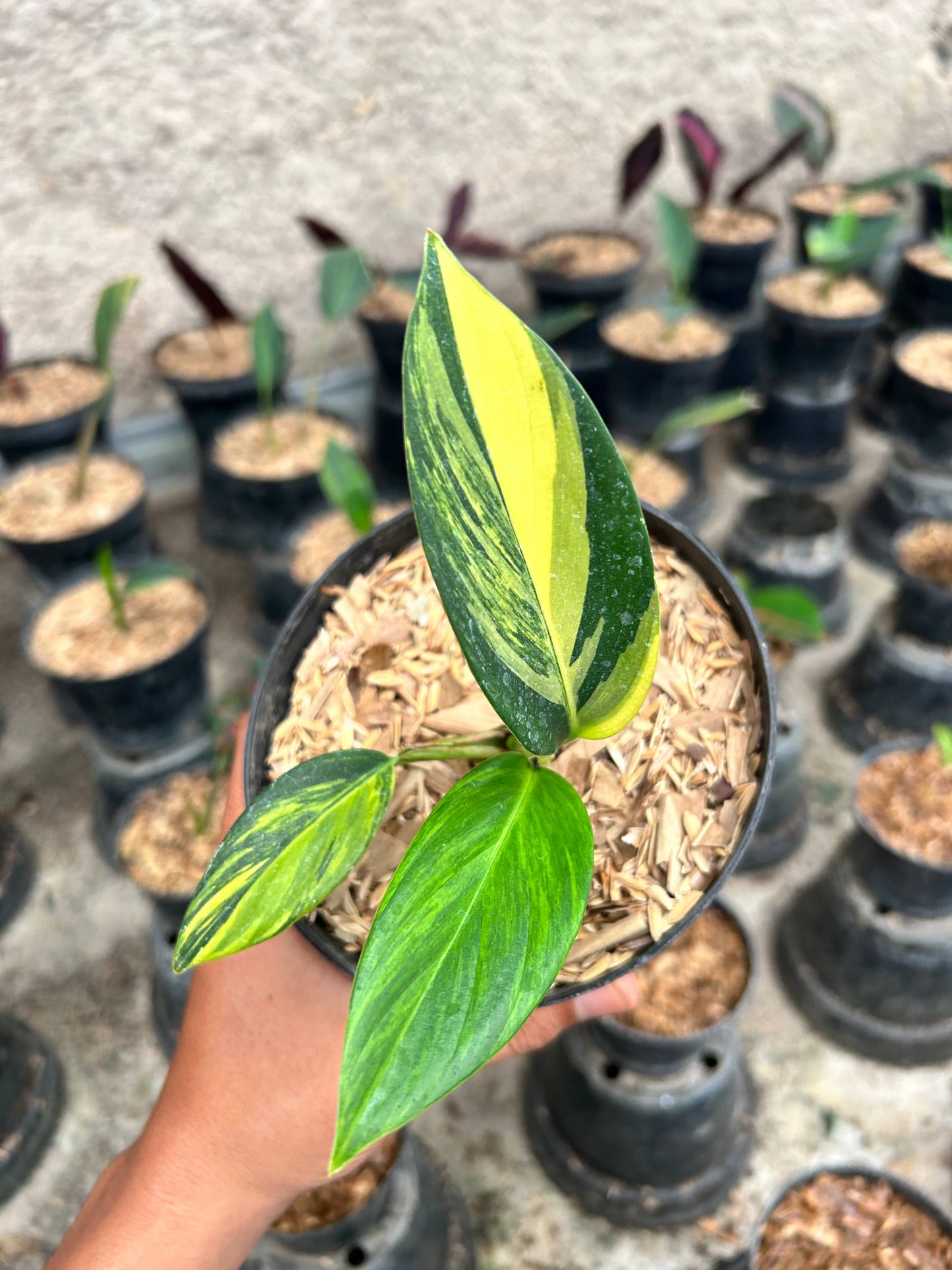 Scindapsus coreacus variegated: Bare Root Import
