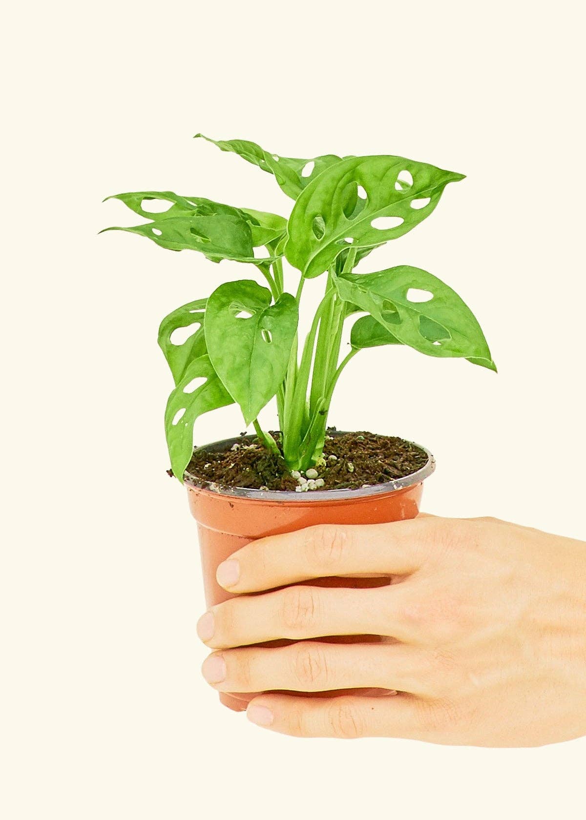 Swiss Cheese Vine 4" Nursery Pot