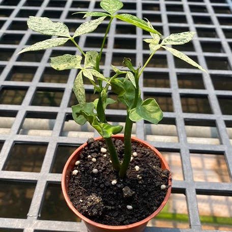 Money Tree Pachira glabra 'Milky Way' variegated 2.5"