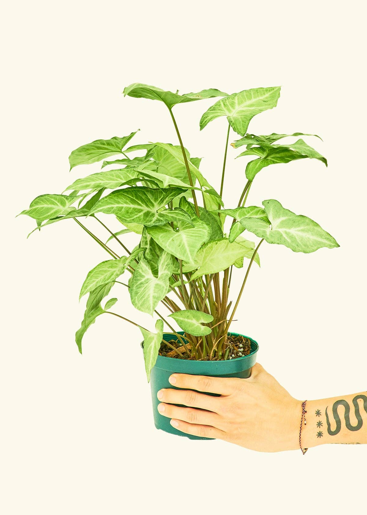White Arrowhead Syngonium Plant 4" Nursery Pot
