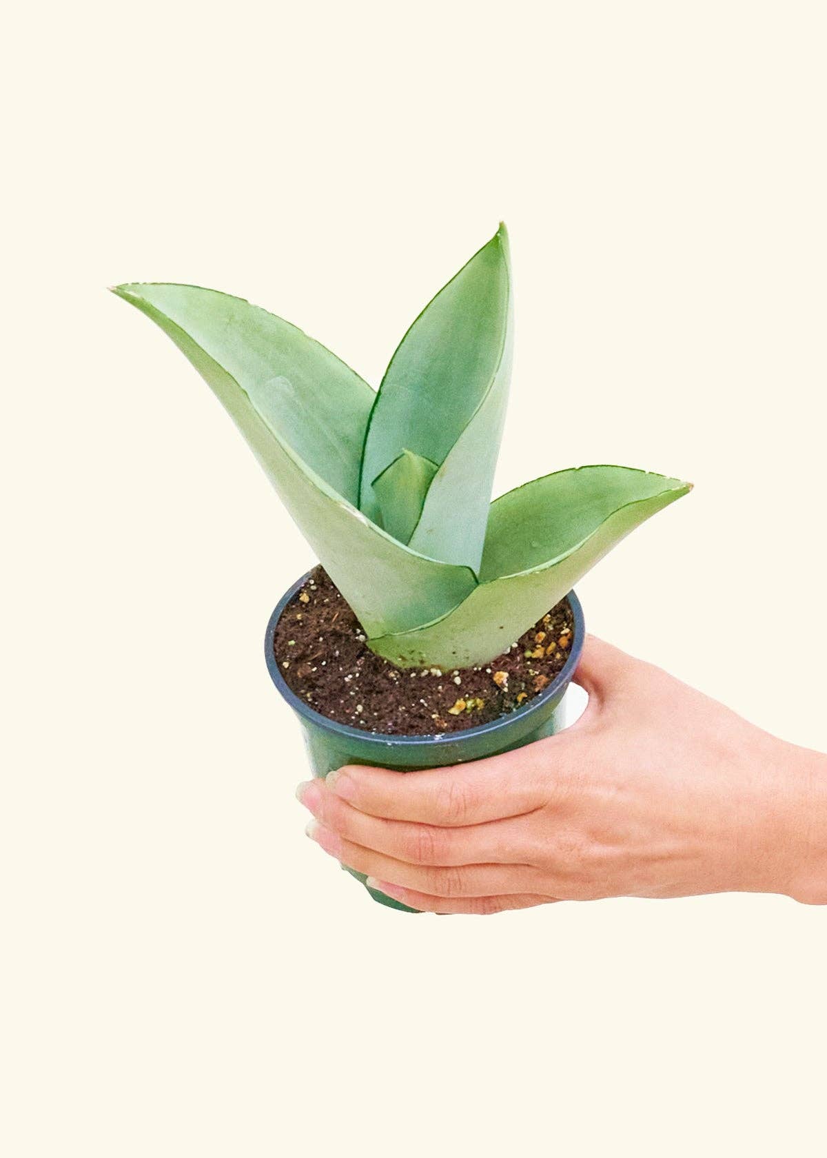 Moonshine Snake Plant 4" Nursery Pot