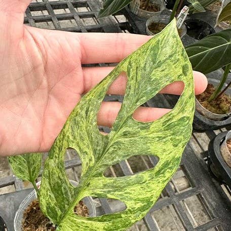 Monstera adansonii Variegated 'Mint' 2.5": Bare Root Import