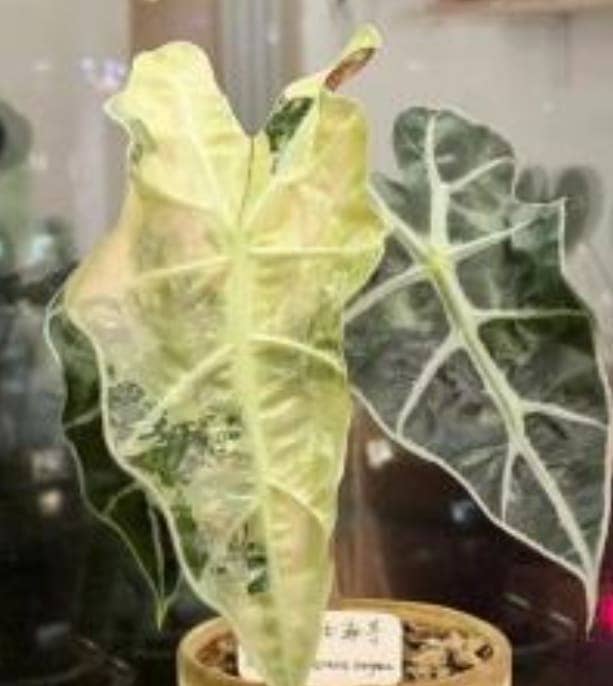 Alocasia "Amazonica Polly Aurea" TC Plantlet: 10-Pack In Vitro ($5 ea.)