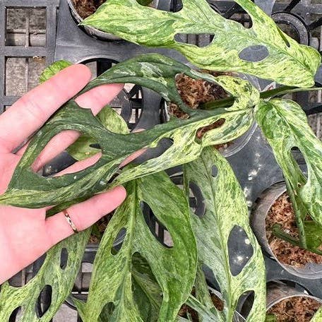 Monstera adansonii Variegated 'Mint' 2.5": Bare Root Import