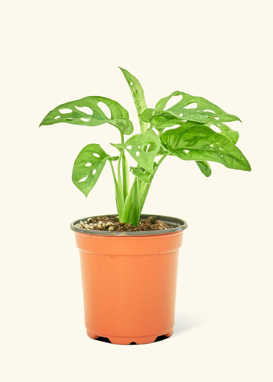 Swiss Cheese Vine 4" Nursery Pot