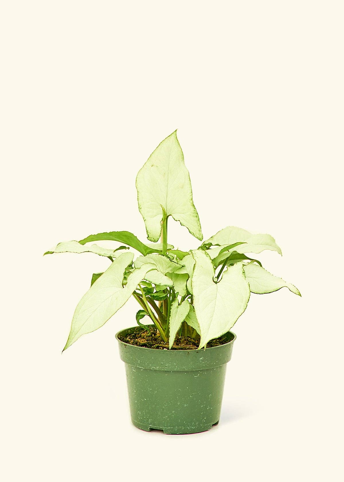 White Arrowhead Syngonium Plant 4" Nursery Pot