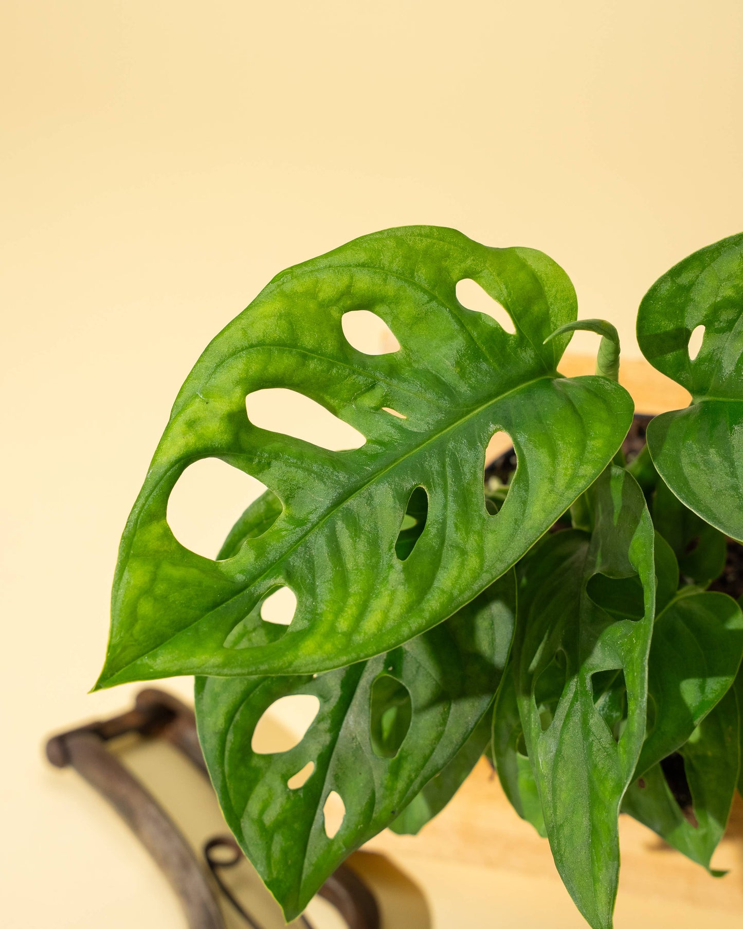 4" Monstera Adansonii 'Swiss Cheese' (Wide Form)