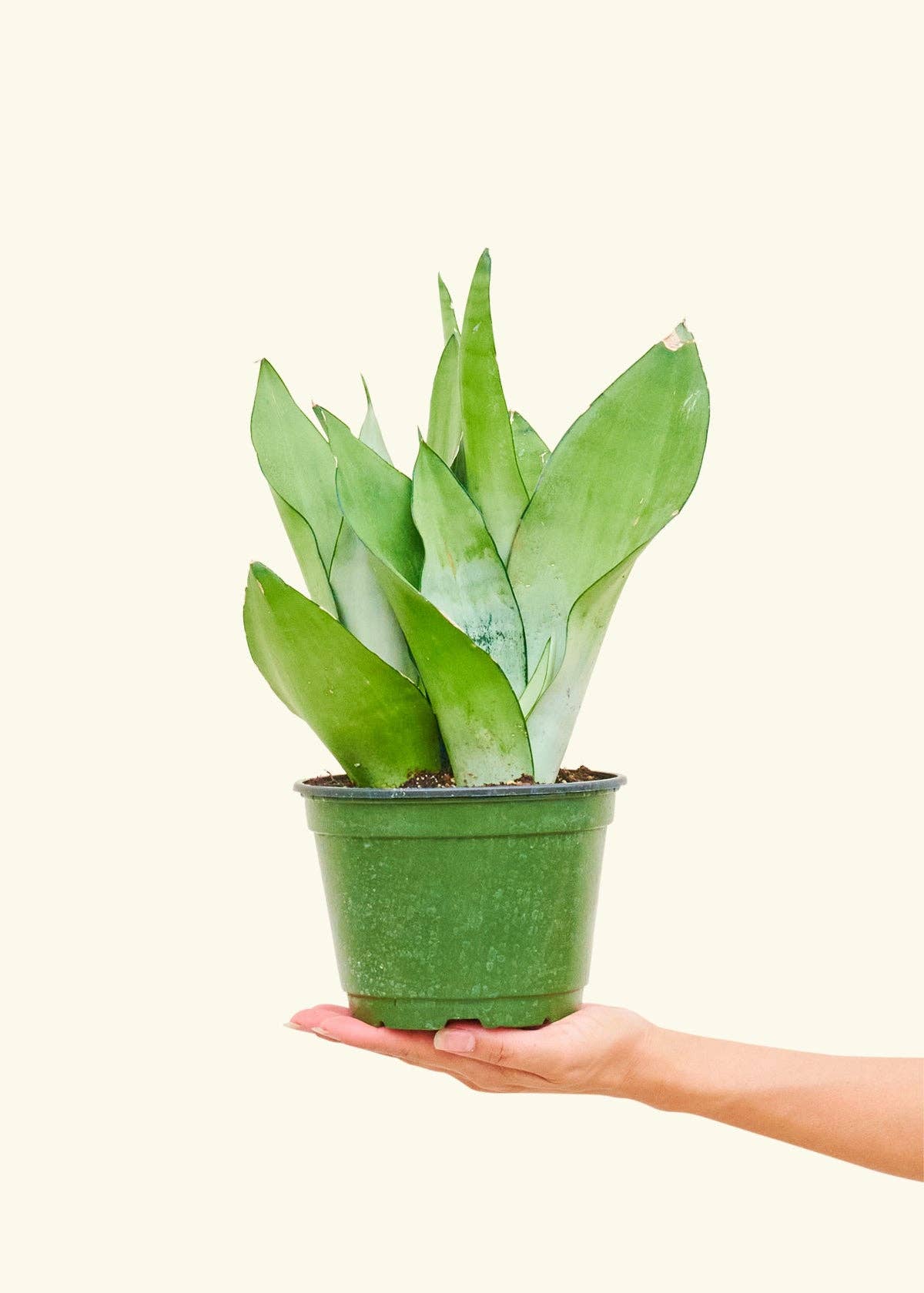 Moonshine Snake Plant 4" Nursery Pot