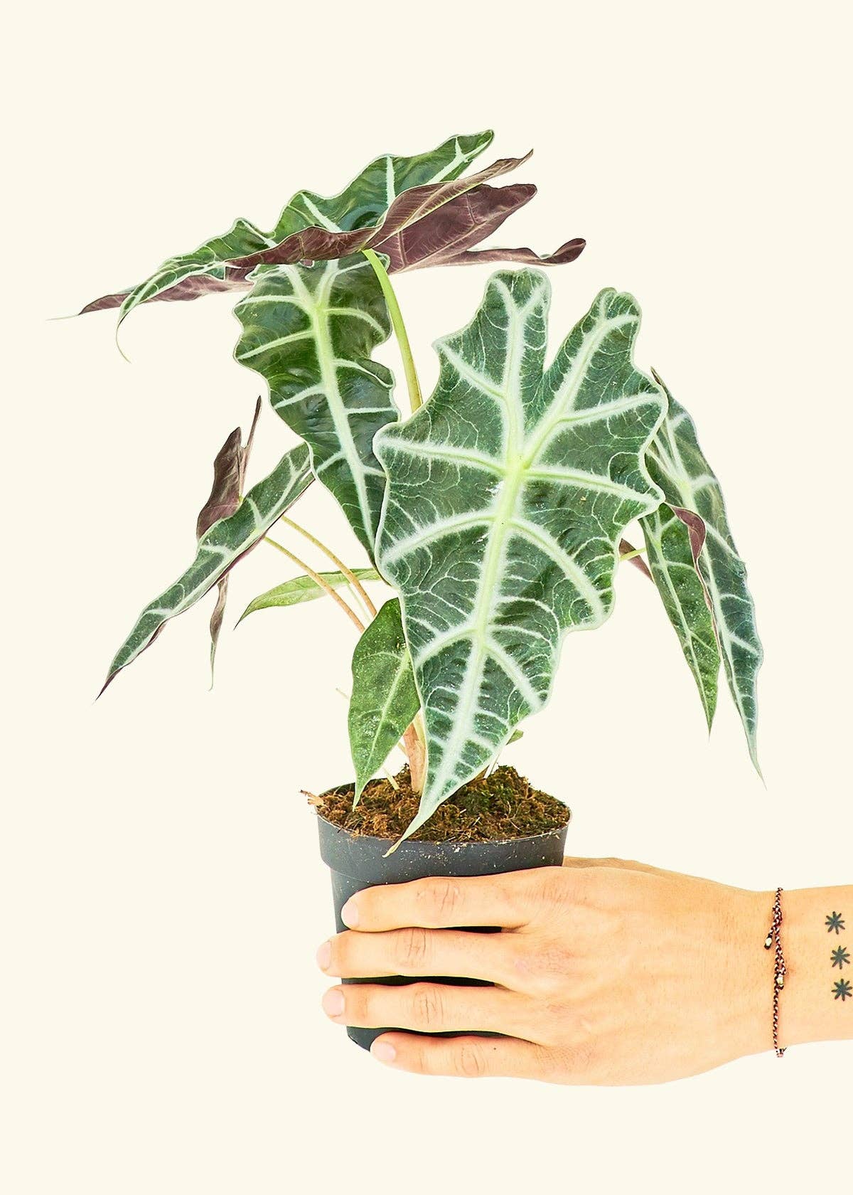 Alocasia 'Polly' 6” Nursery Pot