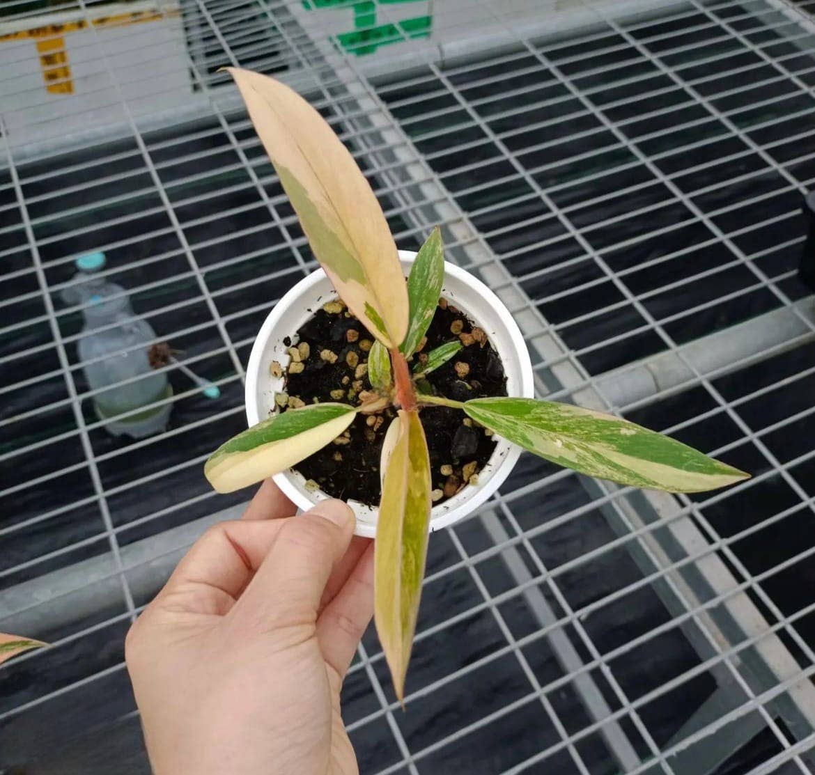 Philodendron "Carmel Marble" variegated / "Caramel Marble" TC Plantlet: In Vitro