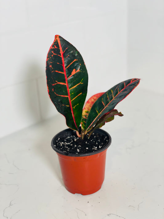 Boost Your Health and Happiness with Plants from Plantocity