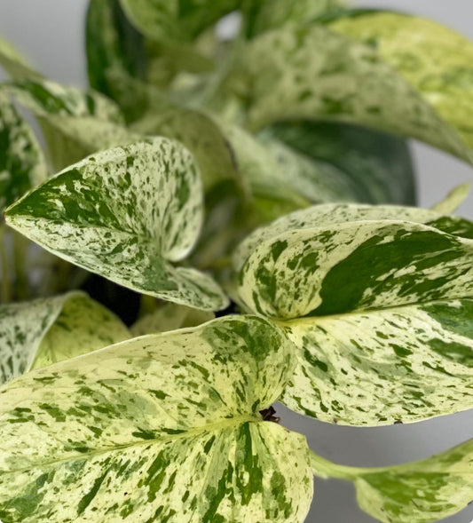 The Ultimate Guide to Plant Care: Everything You Need to Know