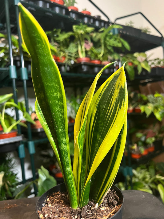 🌿 7 Science-Backed Benefits of Houseplants for Your Home or Office