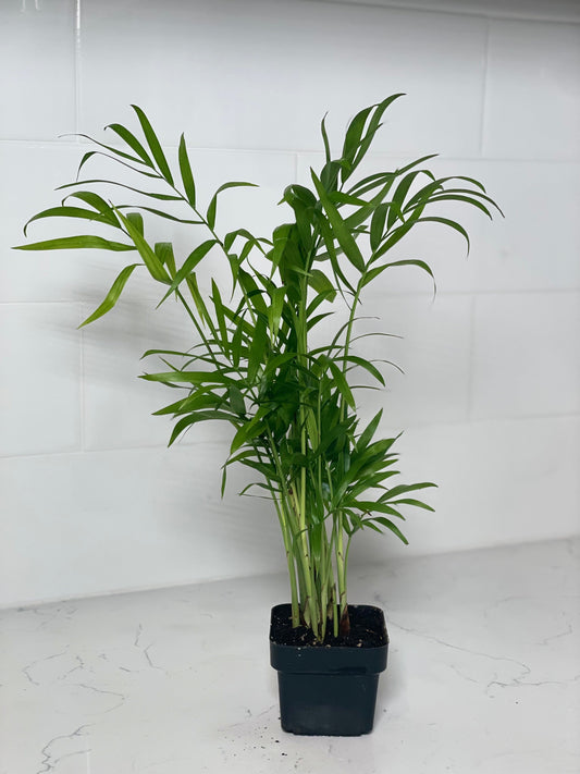 Why More Plants = More Benefits: The Case for Growing Your Collection