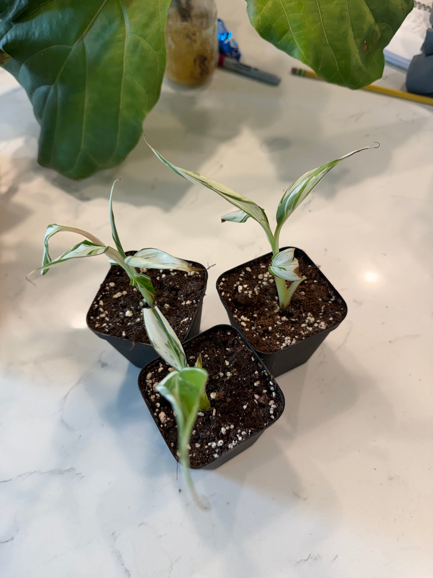 Florida Banana Variegated Musa Albo 3 Inch