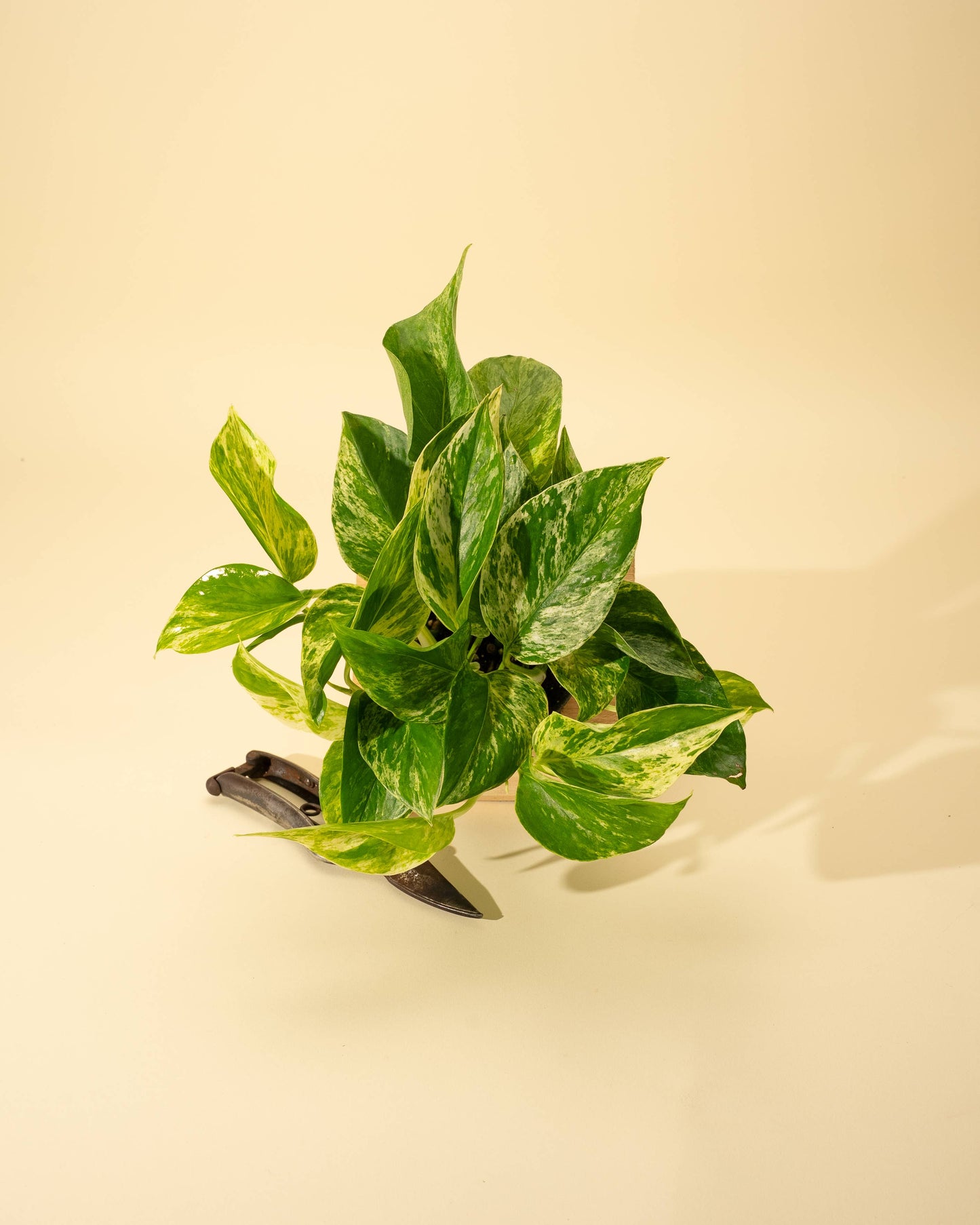 4" Pothos 'Marble Queen'