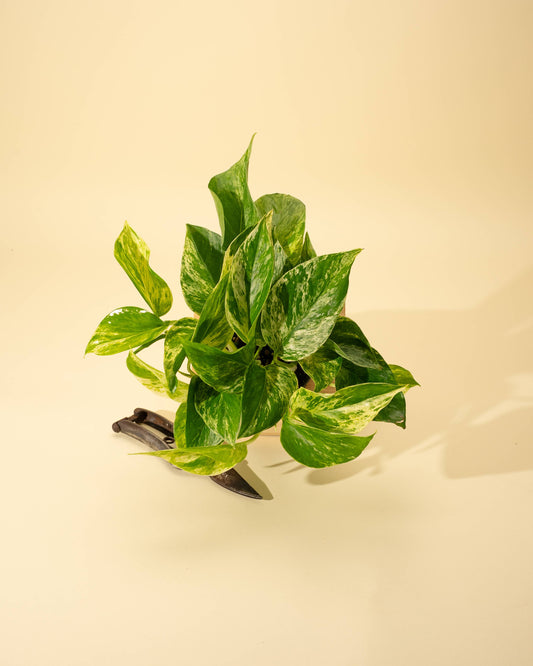 4" Pothos 'Marble Queen'