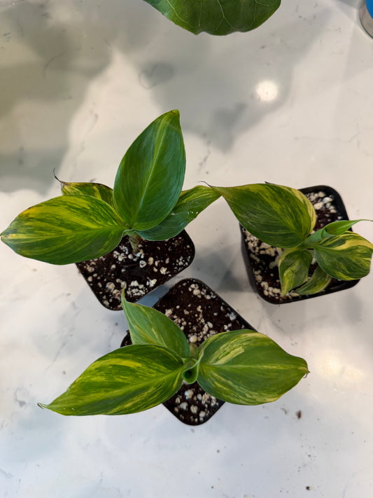 Musa Aurea Banana 3 inch