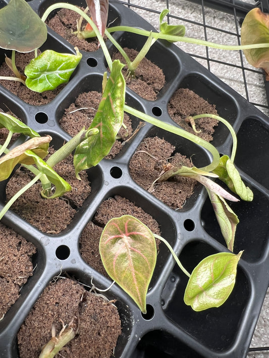 Alocasia Azlanii Starter
