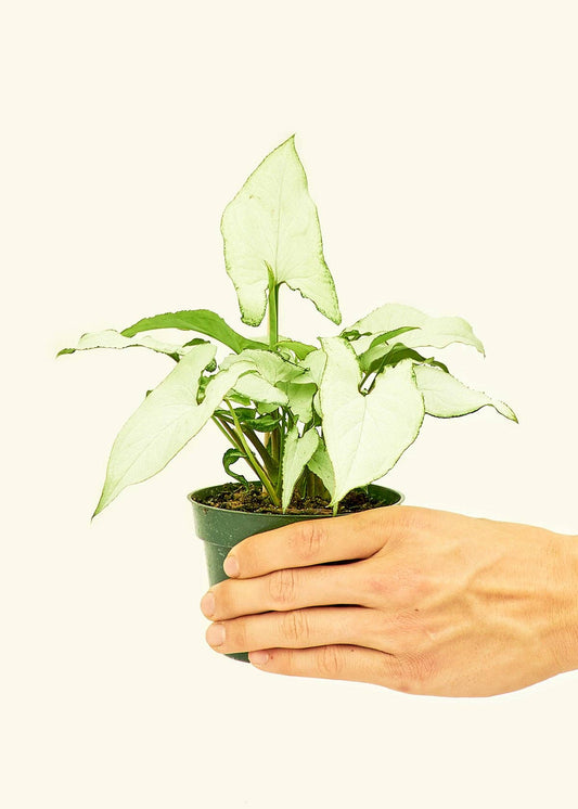White Arrowhead Syngonium Plant 4" Nursery Pot