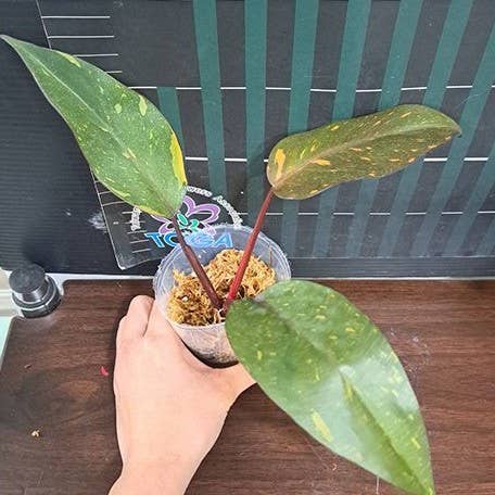 Philodendron Orange Princess