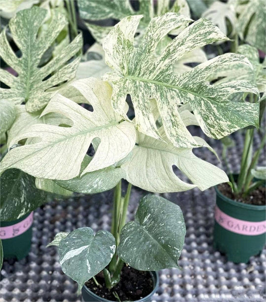 Monstera White Monster