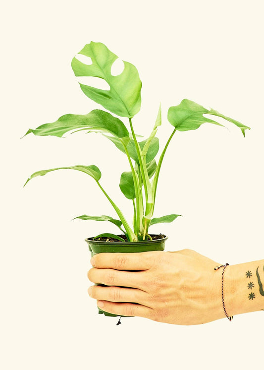 Mini Monstera 4" Nursery Pot