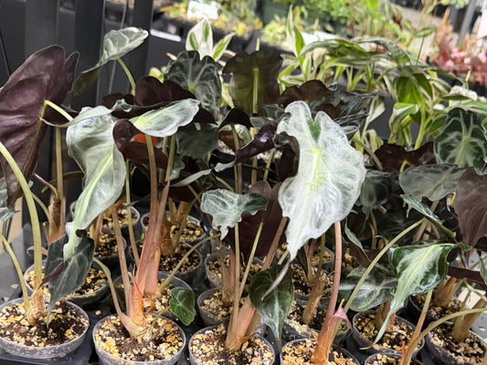 Alocasia Venom