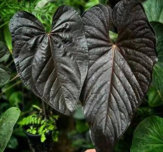 Anthurium "Queen Of Hearts" TC Plantlet: 10-Pack In Vitro ($5 ea.)