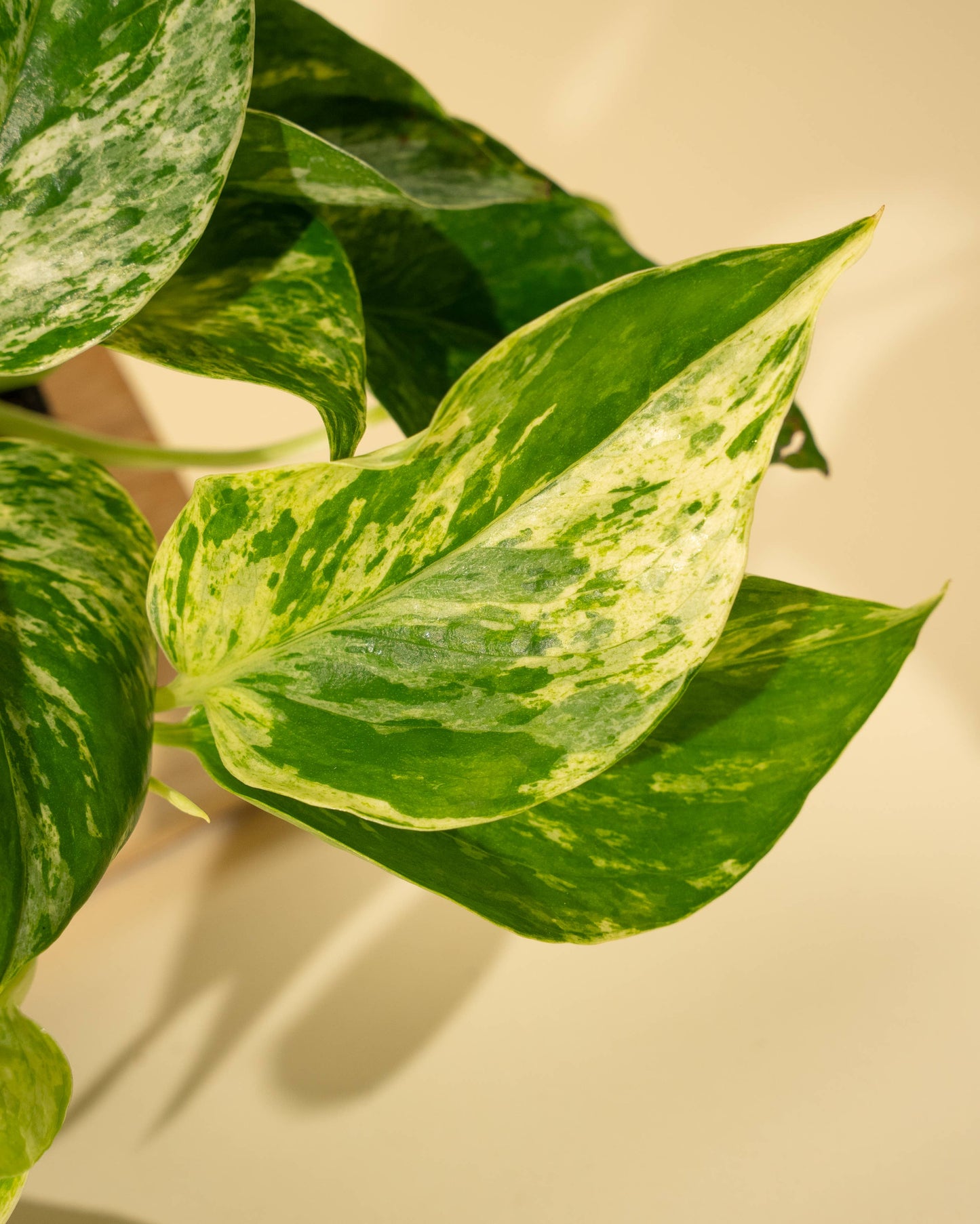 4" Pothos 'Marble Queen'