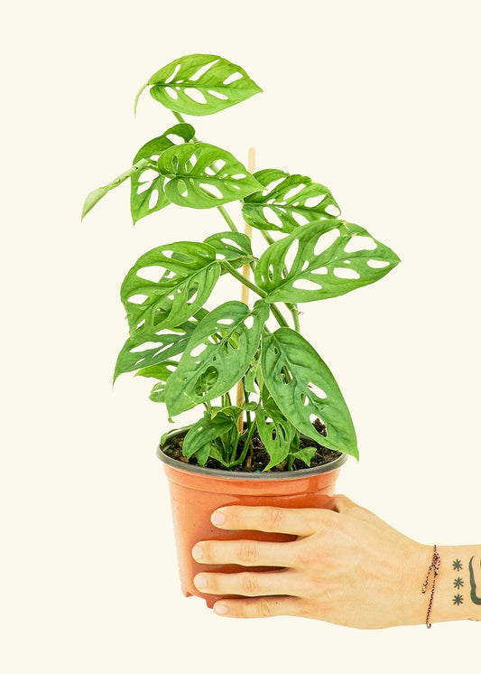 Swiss Cheese Vine 4" Nursery Pot