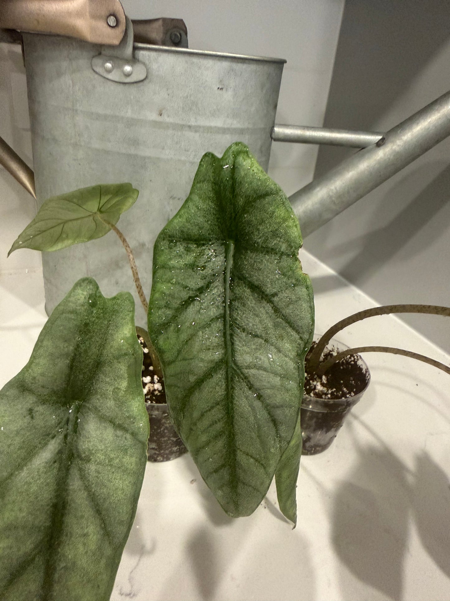 Dragons Breath Alocasia