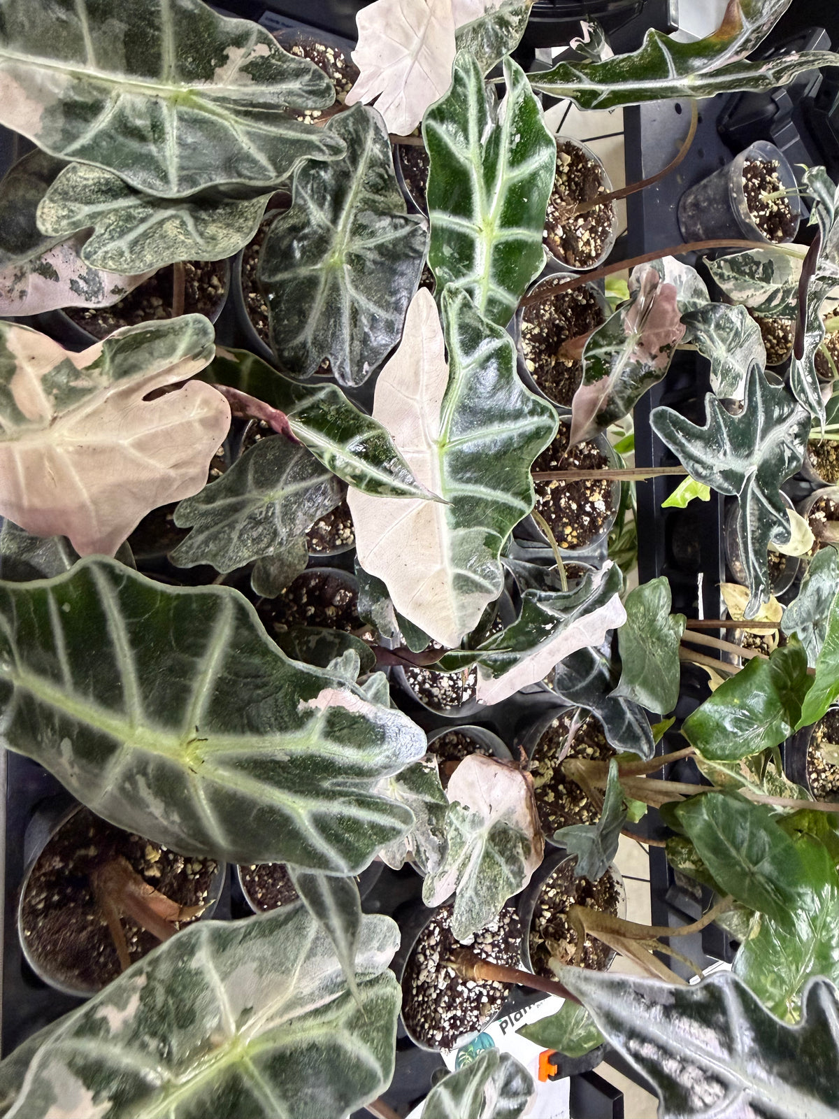 Alocasia Pink Polly — foliage close-up