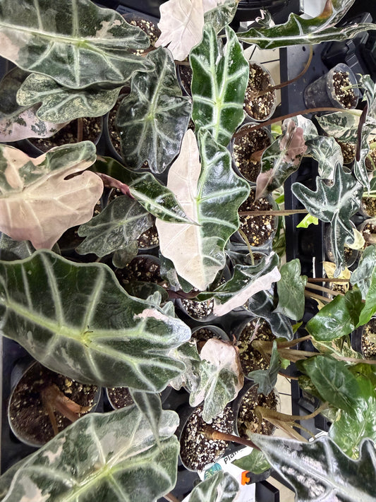 Alocasia Pink Polly — foliage close-up