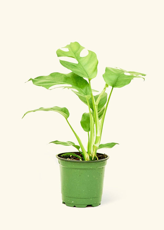 Mini Monstera 4" Nursery Pot
