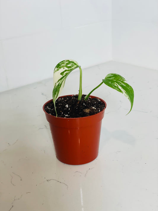 Albo Monstera 3" Nursery Pot