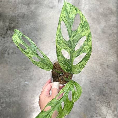 Monstera adansonii Variegated 'Mint' 2.5": Bare Root Import
