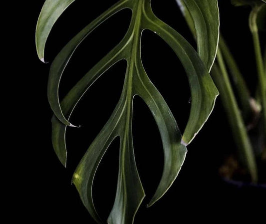 Monstera dilacerata aka "Burle Marx Flame" TC Plantlet: 5-Pack In Vitro ($6 ea.)