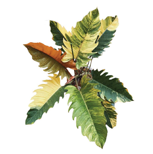 Philodendron "Carmel Marble" variegated / "Caramel Marble" TC Plantlet: In Vitro
