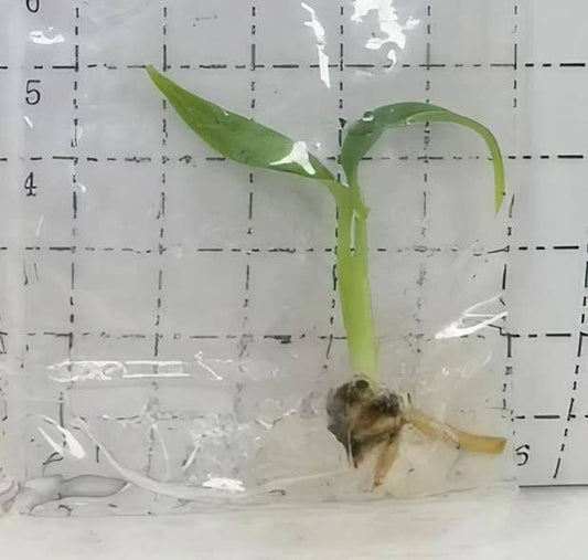 Monstera dilacerata aka "Burle Marx Flame" TC Plantlet: 5-Pack In Vitro ($6 ea.)