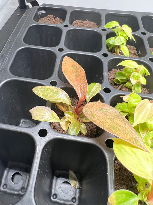 Orange Princess Philodendron Starter