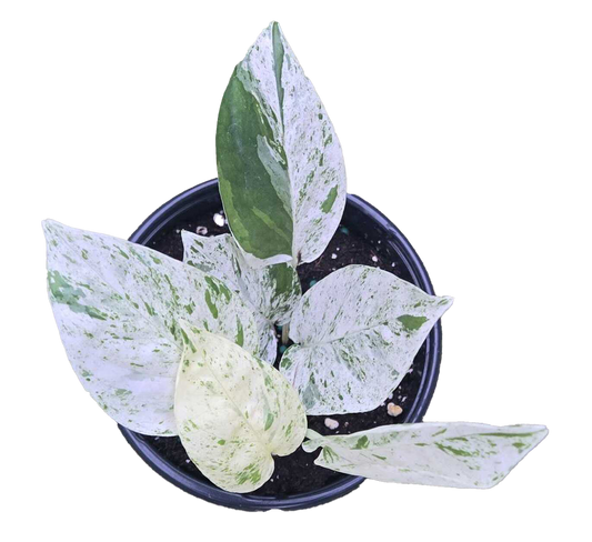 Epipremnum Marble 4” Nursery Pot