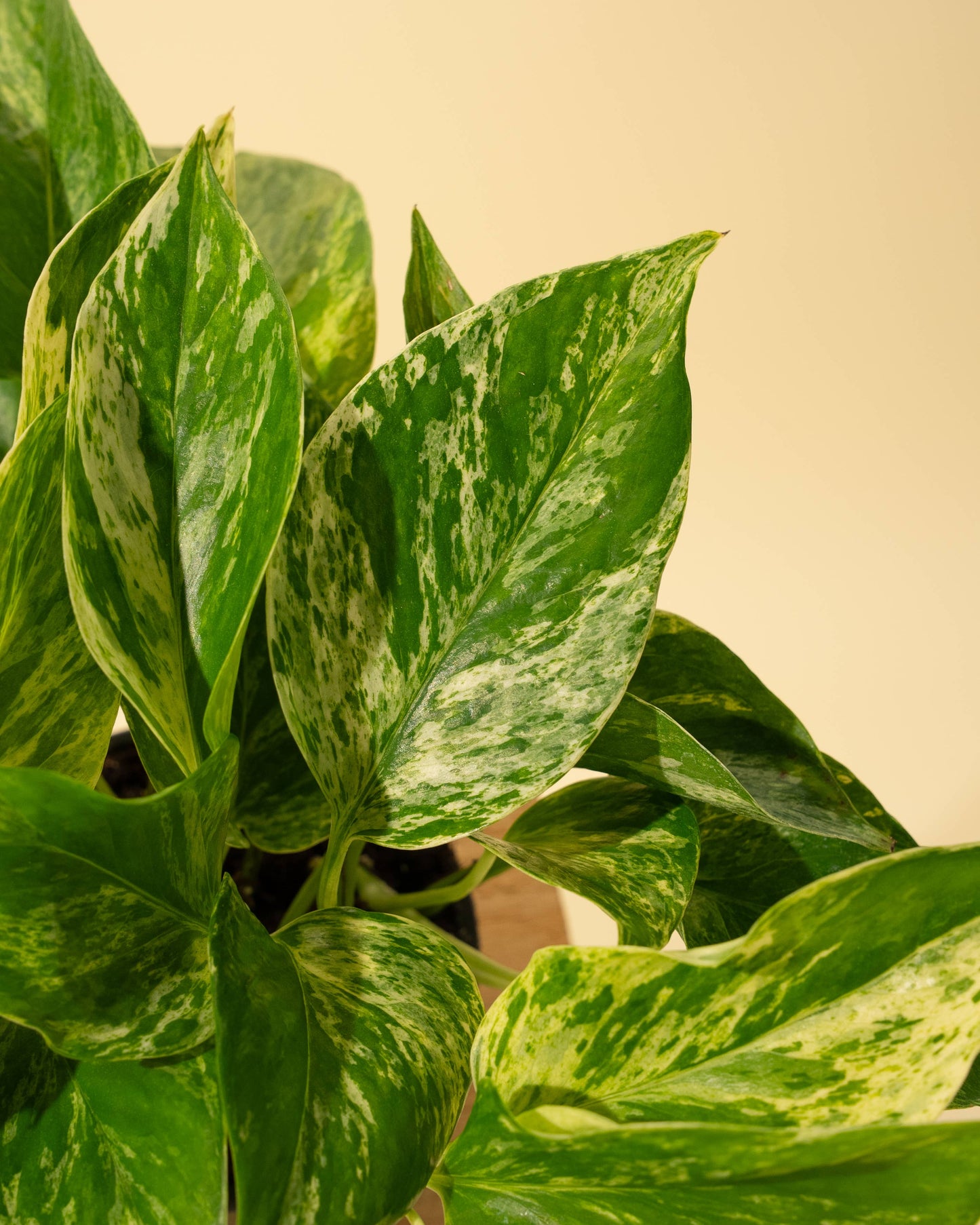 4" Pothos 'Marble Queen'