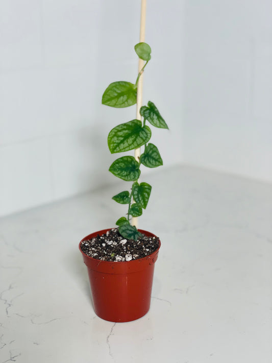 Monstera Dubia 3" Nursery Pot