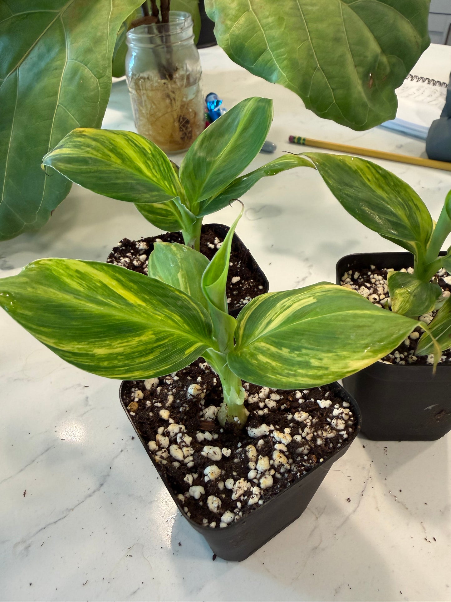 Musa Aurea Banana 3 inch