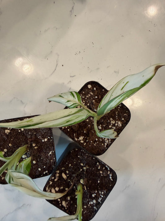 Florida Banana Variegated Musa Albo 3 Inch