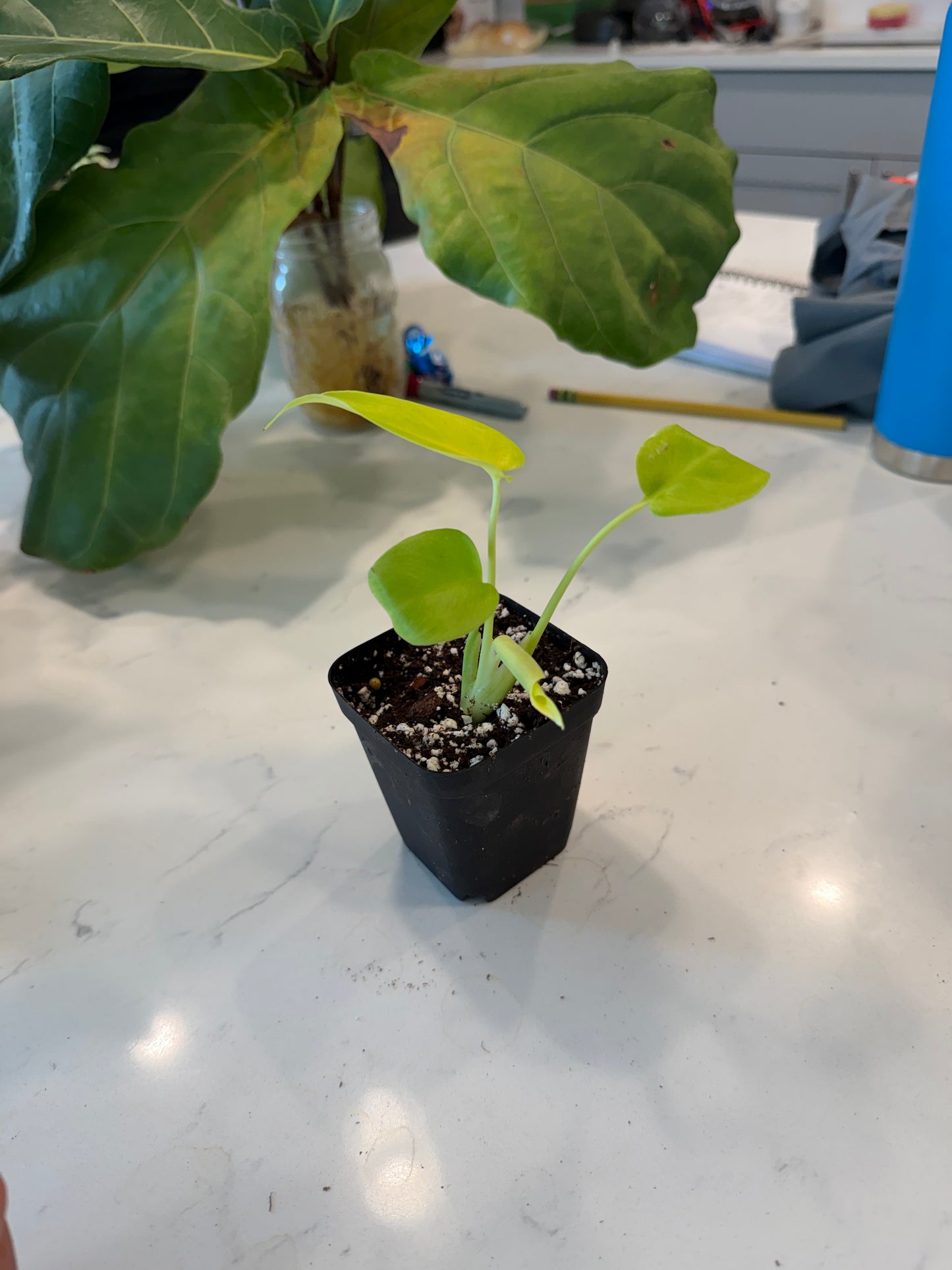 Monstera Lemon Lime Full Cheese