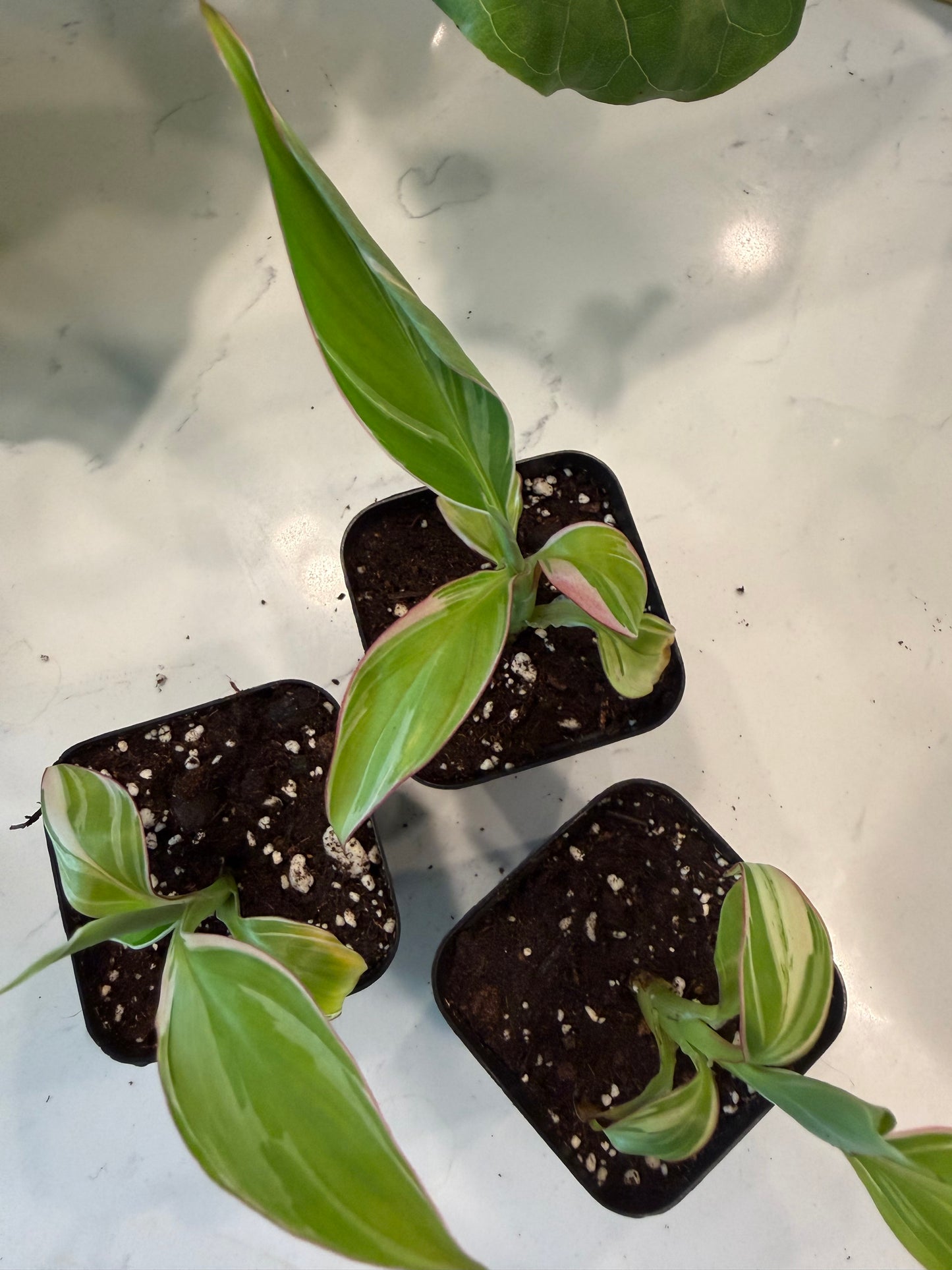 Musa Nono Pink Banana 3 Inch